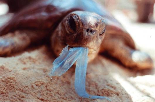 sea_turtle_plastic