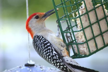 suet-cage