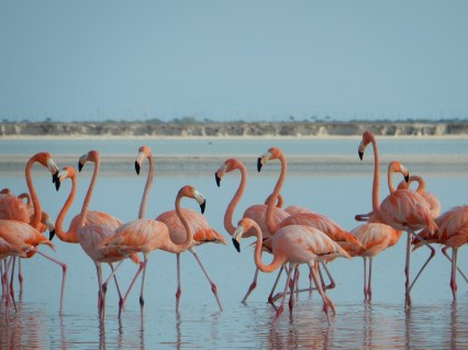 5-15-16-rio-lagartos-pink-flamingos-1